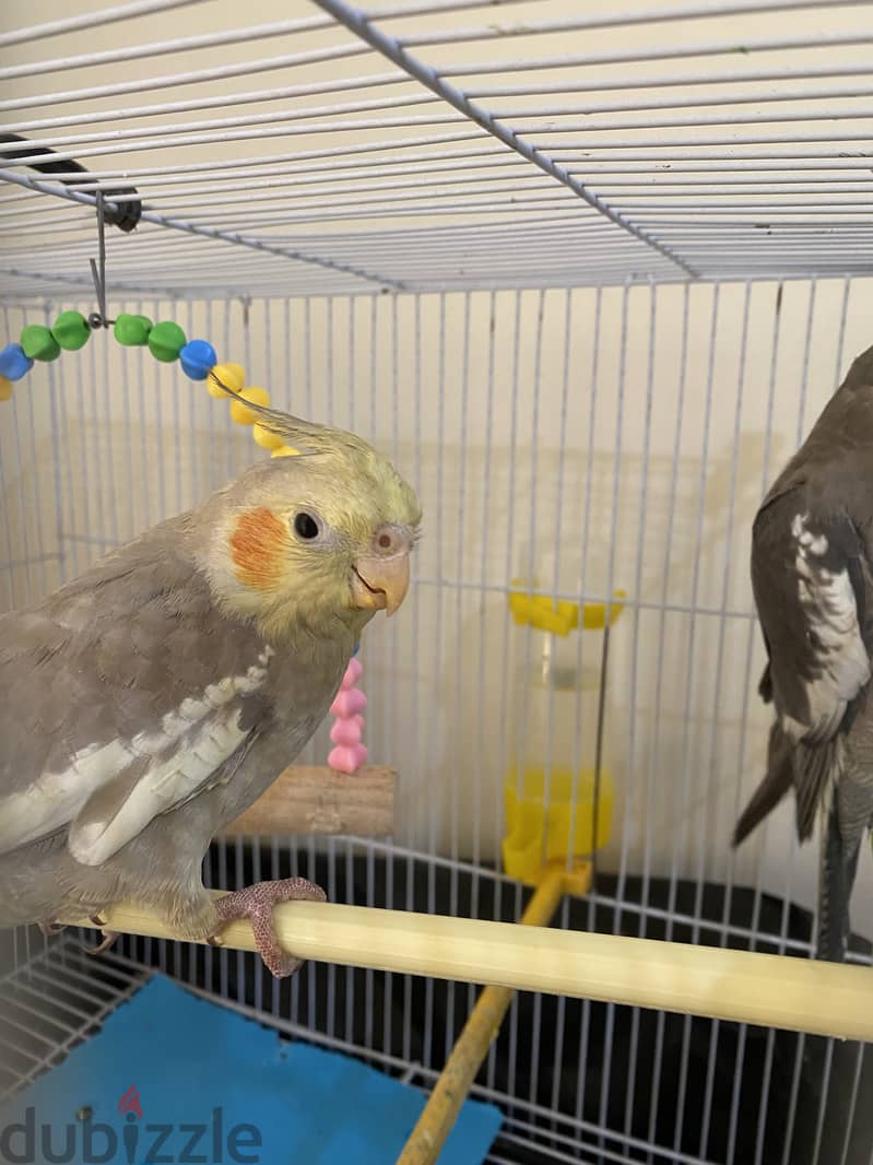 Corella parrots 1