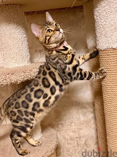 45 days Bengal pure kittens