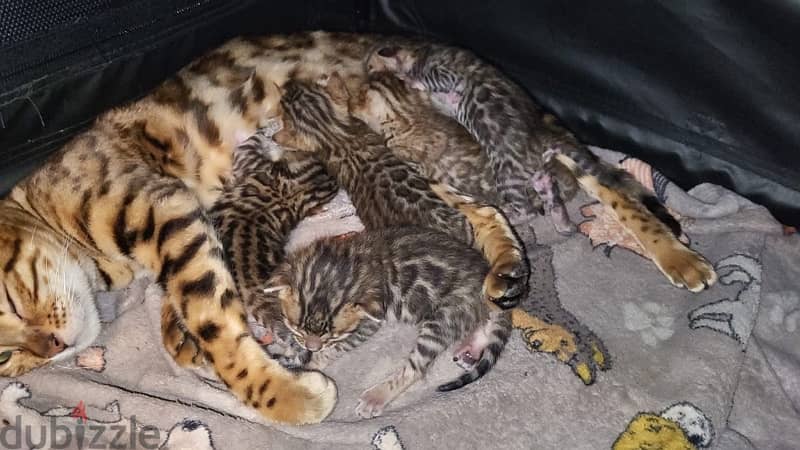 45 days Bengal pure kittens 2