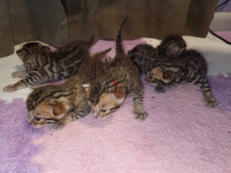 45 days Bengal pure kittens 4