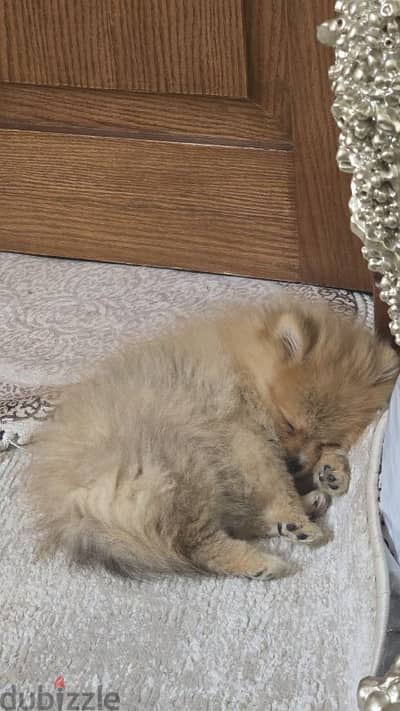 toy pomeranian puppy