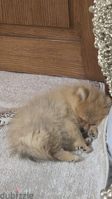 toy pomeranian puppy 0