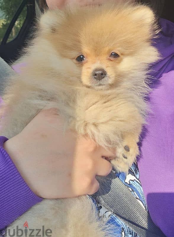 toy pomeranian puppy 1