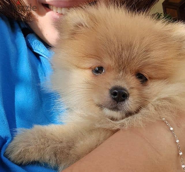 toy pomeranian puppy 2