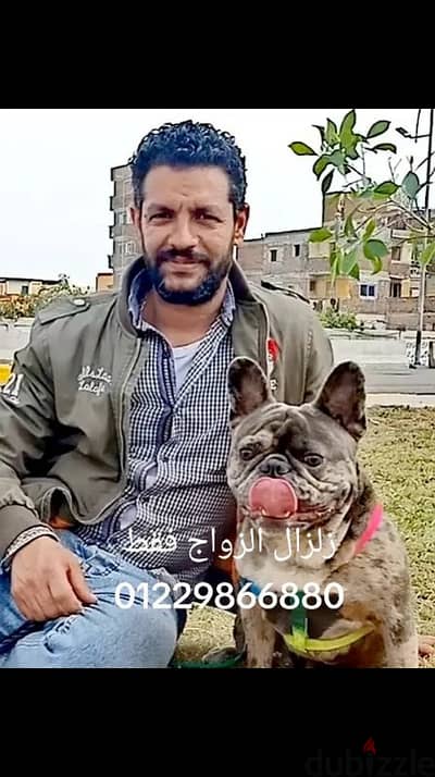 French bulldog male for mating