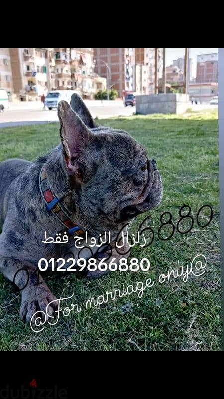 French bulldog male for mating 1