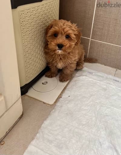 Maltipoo poodle Dog (3 months) كلب مالتيبو بودل 3 شهور