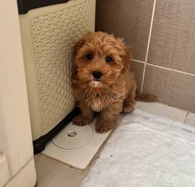 Maltipoo poodle Dog (3 months) كلب مالتيبو بودل 3 شهور