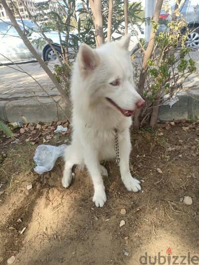 وايت هاسكي husky white