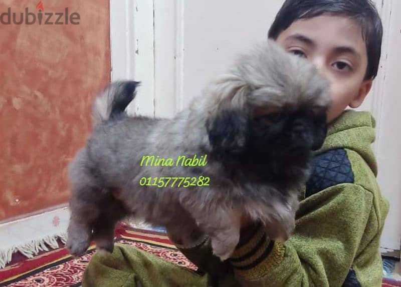 اجمد جراوى بيكنواه بيور فمصر pikinwa  puppies 1