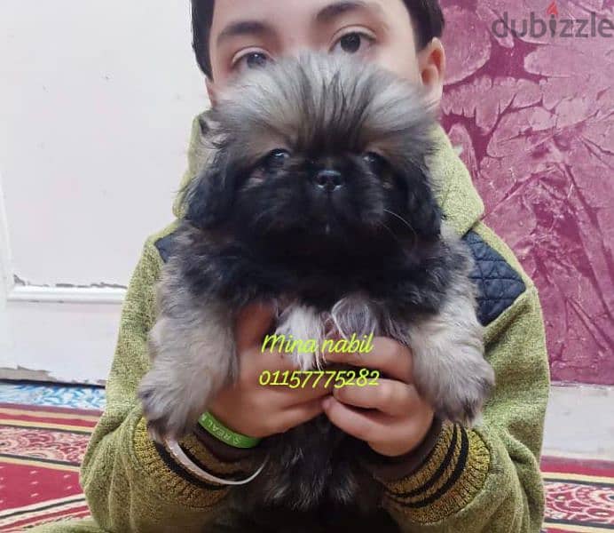 اجمد جراوى بيكنواه بيور فمصر pikinwa  puppies 3