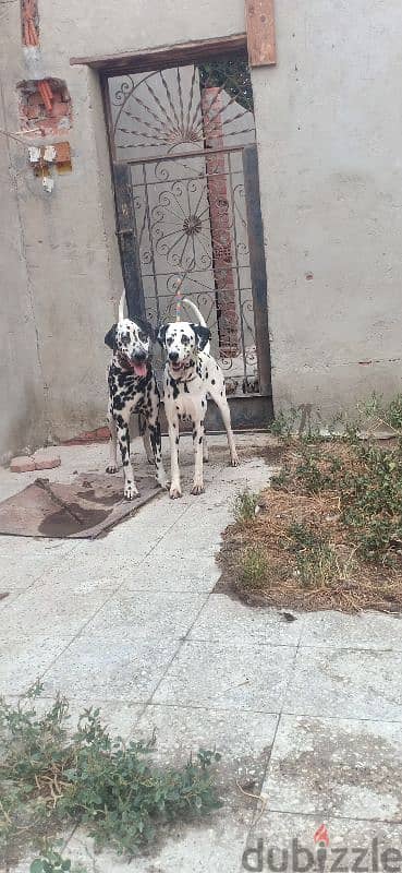 Dalmatian ديلميشن