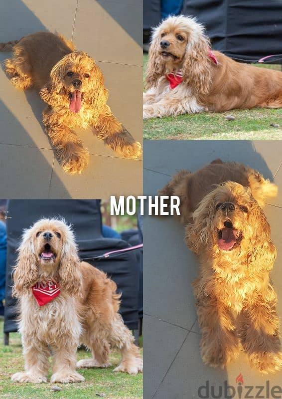 cocker spaniel كوكر سبانيل 5