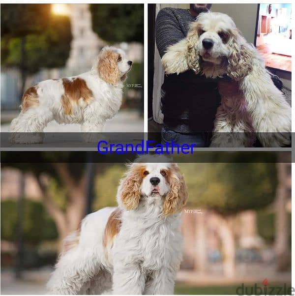 cocker spaniel كوكر سبانيل 7