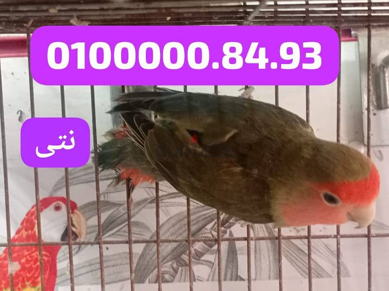 مجموعه روز وفيشر ماشاء الله من مزرعه البردان اسكندريه فلمنج 1