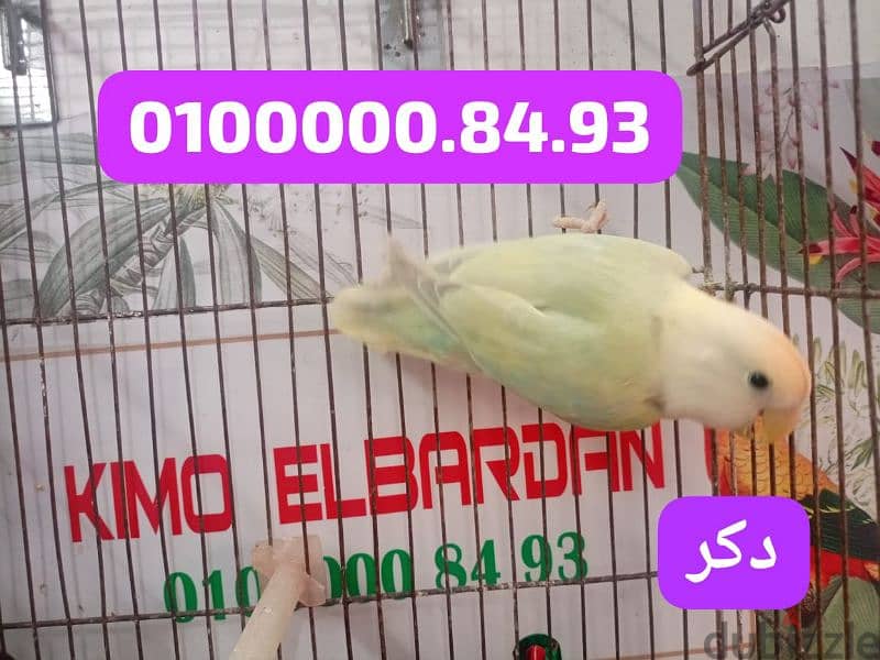 مجموعه روز وفيشر ماشاء الله من مزرعه البردان اسكندريه فلمنج 2