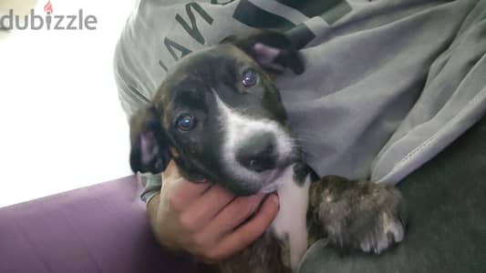 كلبه staffordshire terrier mix cross