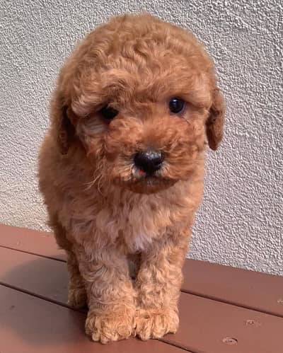 toy poodle