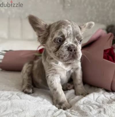 Fluffy French Bulldog Merle Color From Europe With All Documents