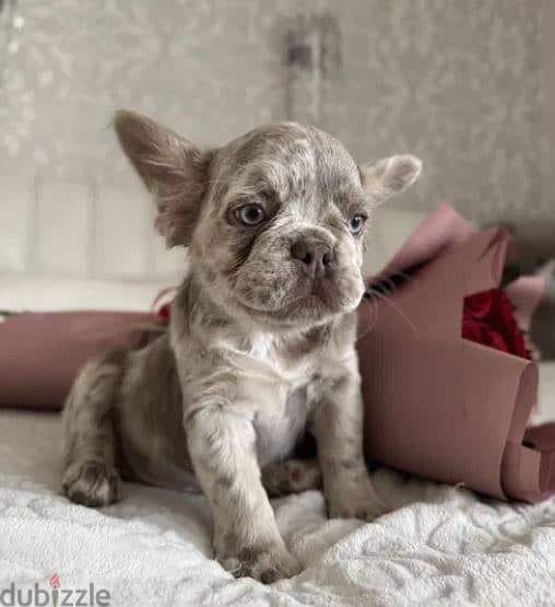 Fluffy French Bulldog Merle Color From Europe With All Documents 1