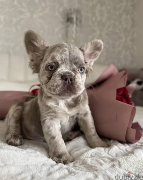 Fluffy French Bulldog Merle Color From Europe With All Documents 3