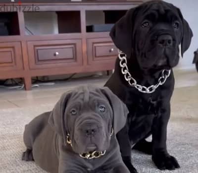 Cane Corso Dog For Sale From Europe With FCI Pedigree