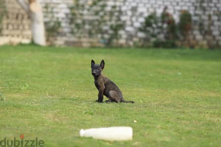 Malinois Puppy Dog For Sale - كلب مالينو للبيع