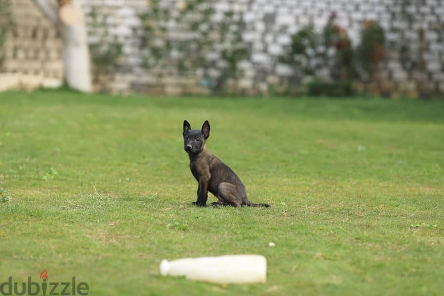 Malinois Puppy Dog For Sale - كلب مالينو للبيع 0