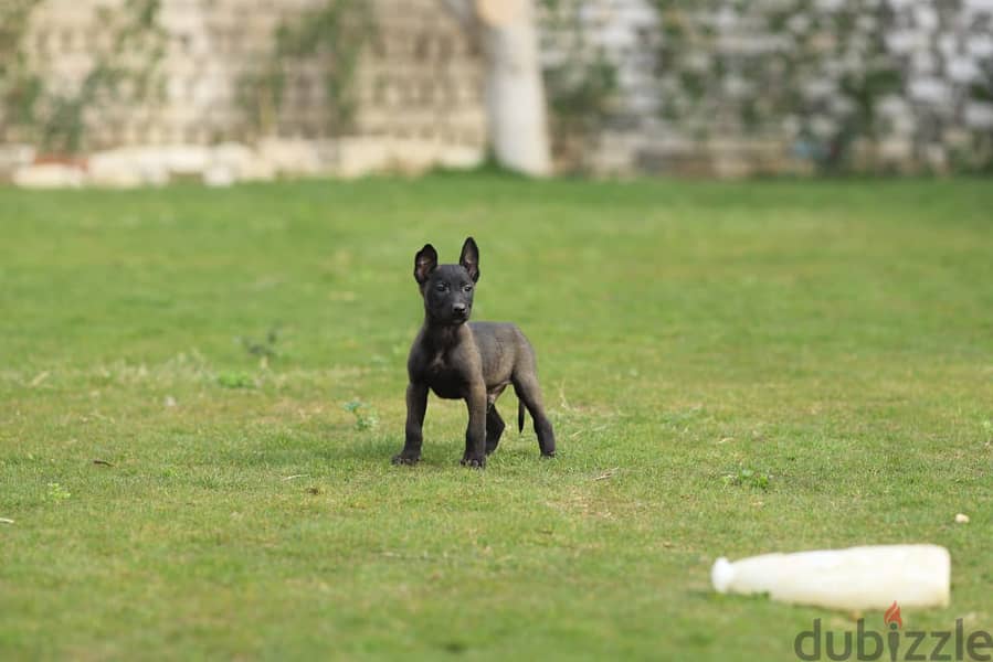 Malinois Puppy Dog For Sale - كلب مالينو للبيع 1