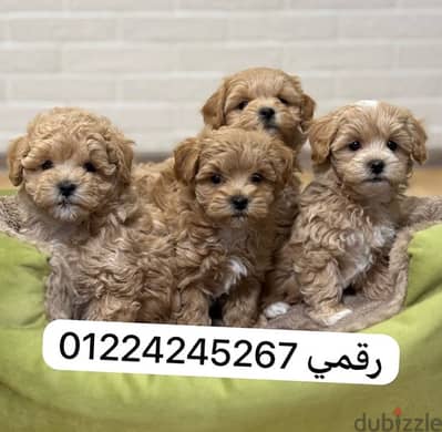 maltipoo _45 days