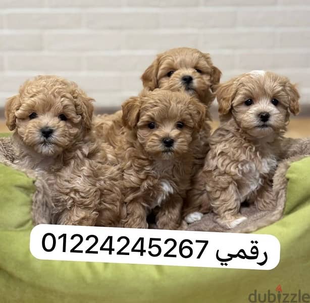 maltipoo _45 days 0