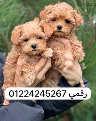 مالتيبو __ maltipoo