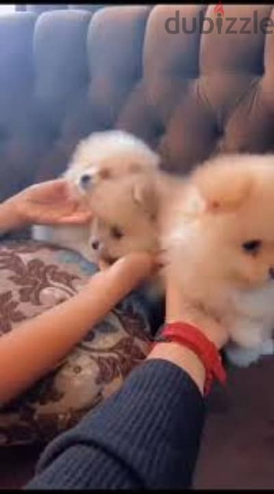 pomeranian puppies last three tow males and female 55days للتبني