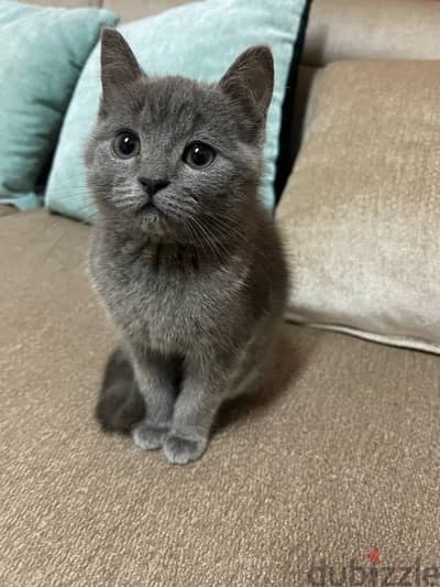 British Shorthair