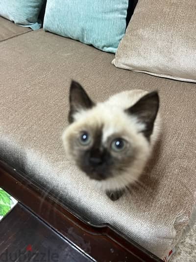 Ragdoll female kitten