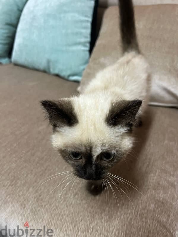 Ragdoll female kitten 1