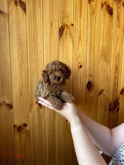 mini toy poodle