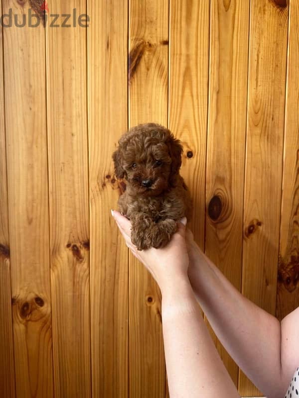 mini toy poodle 1