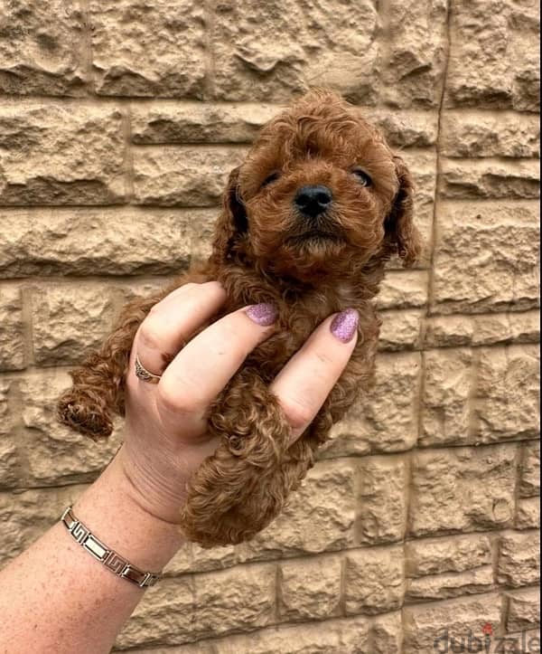 mini toy poodle 2