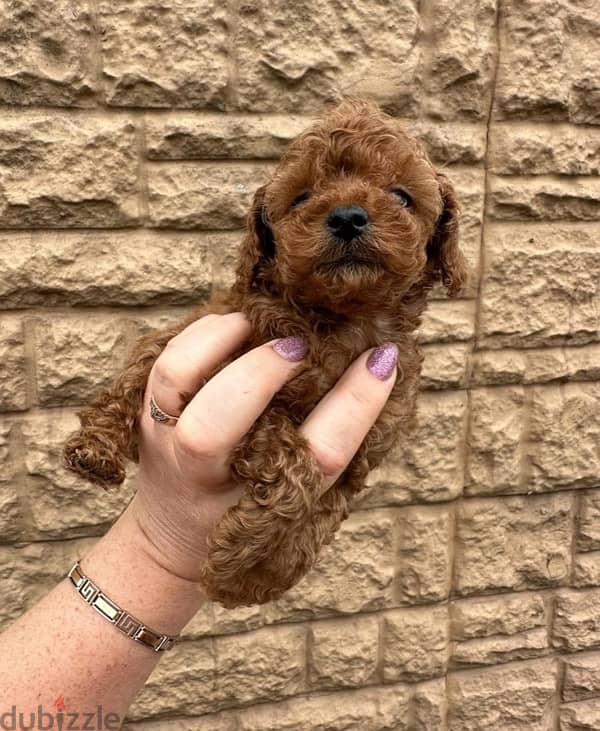 mini toy poodle 3