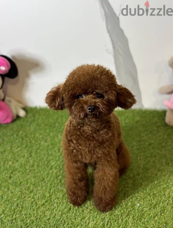 mini toy poodle 6