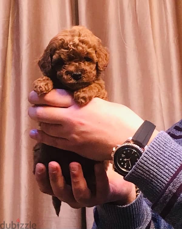 mini toy poodle 7