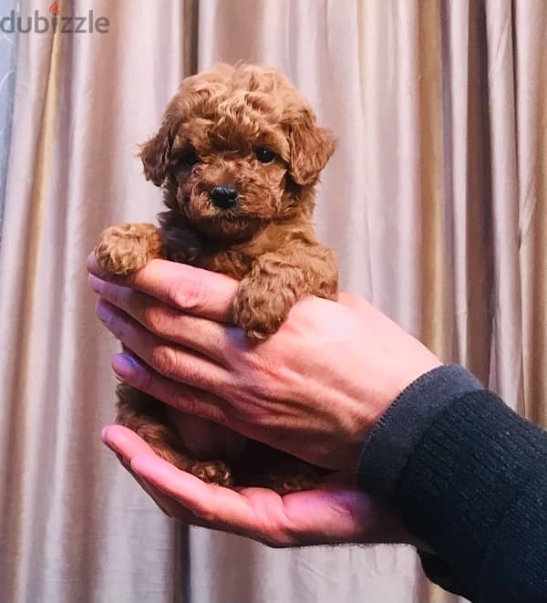 mini toy poodle 8