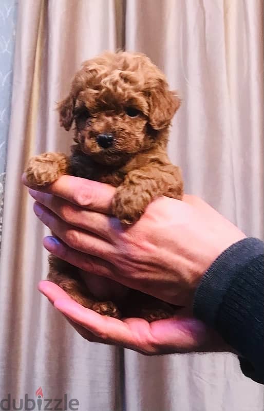 mini toy poodle 9