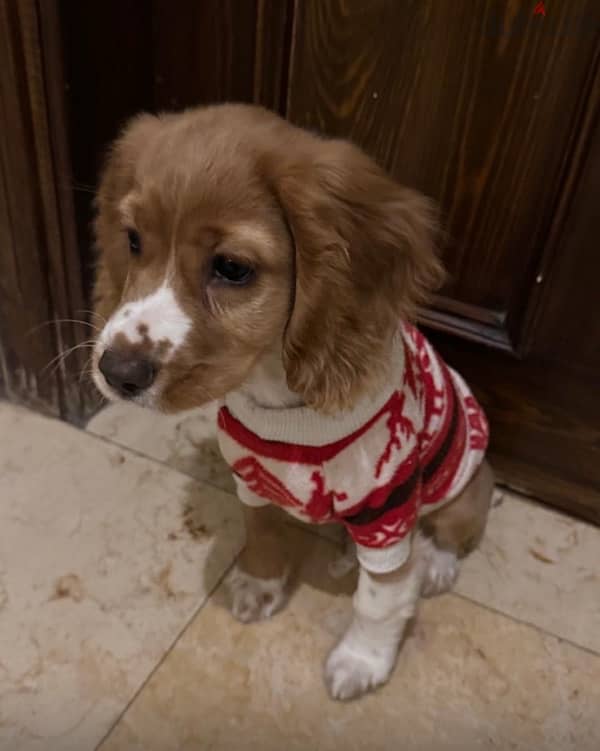 fully vaccinated active Cocker female puppy, potty trained 2