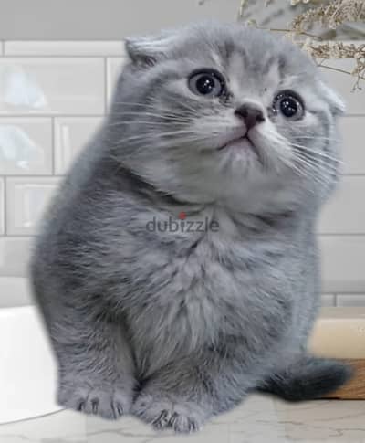 Scottish fold kitten