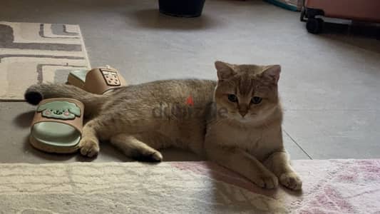 Golden Gradient Cat