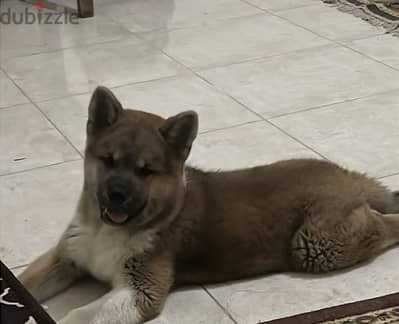 America Akita