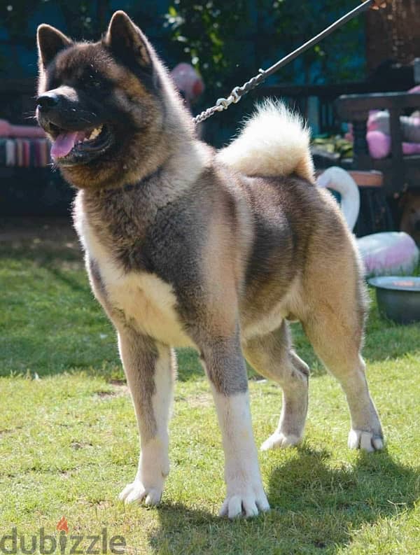 America Akita 3