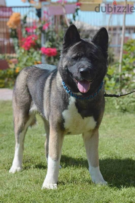 America Akita 4